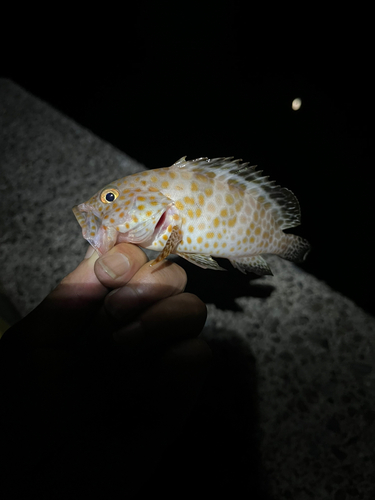 オオモンハタの釣果