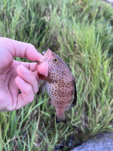 オオモンハタの釣果