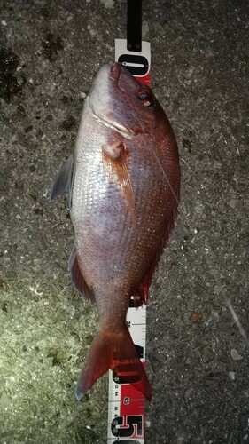 マダイの釣果