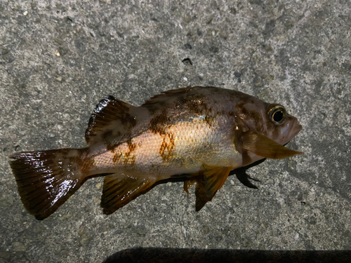 メバルの釣果