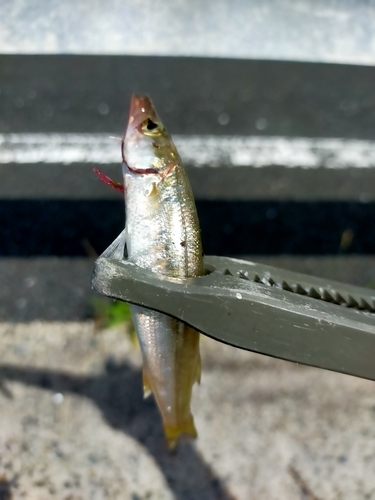 カマスの釣果