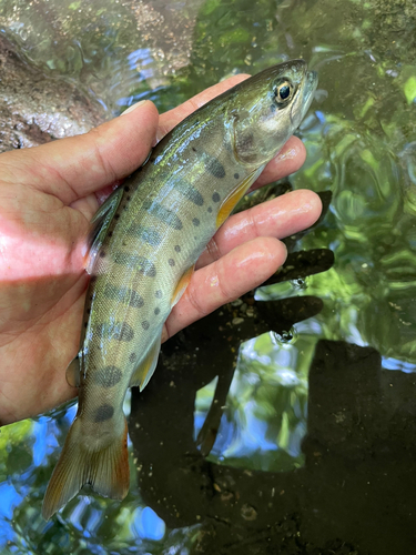 ヤマメの釣果