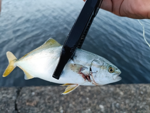 ツバスの釣果