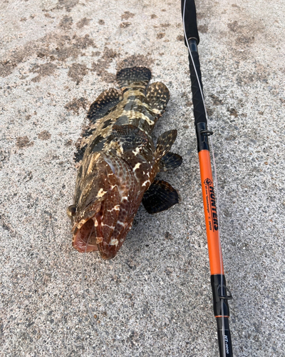 アカマダラハタの釣果