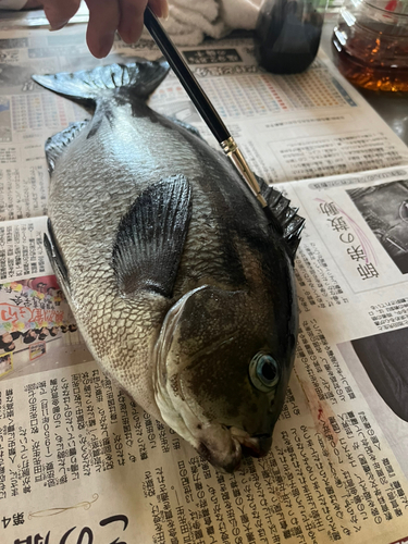 グレの釣果