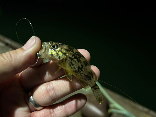 クロソイの釣果