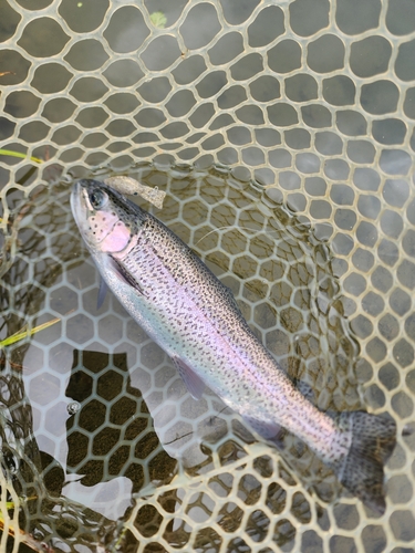 ニジマスの釣果