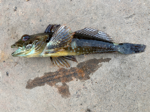 アナハゼの釣果