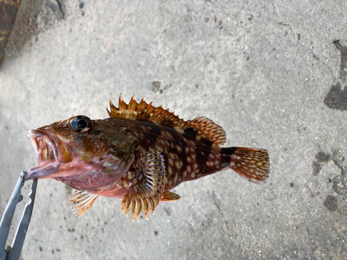 カサゴの釣果