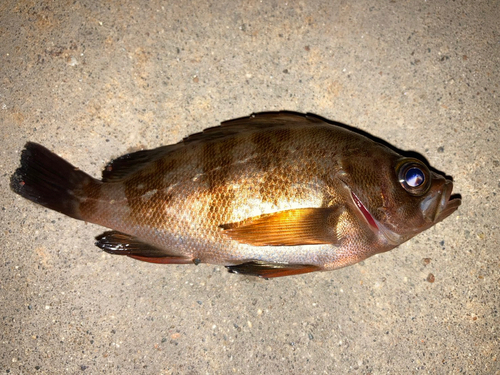 メバルの釣果