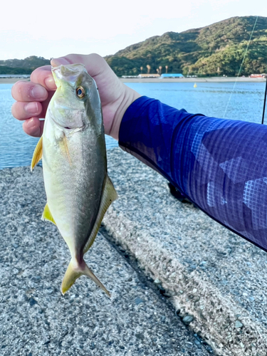 ネリゴの釣果