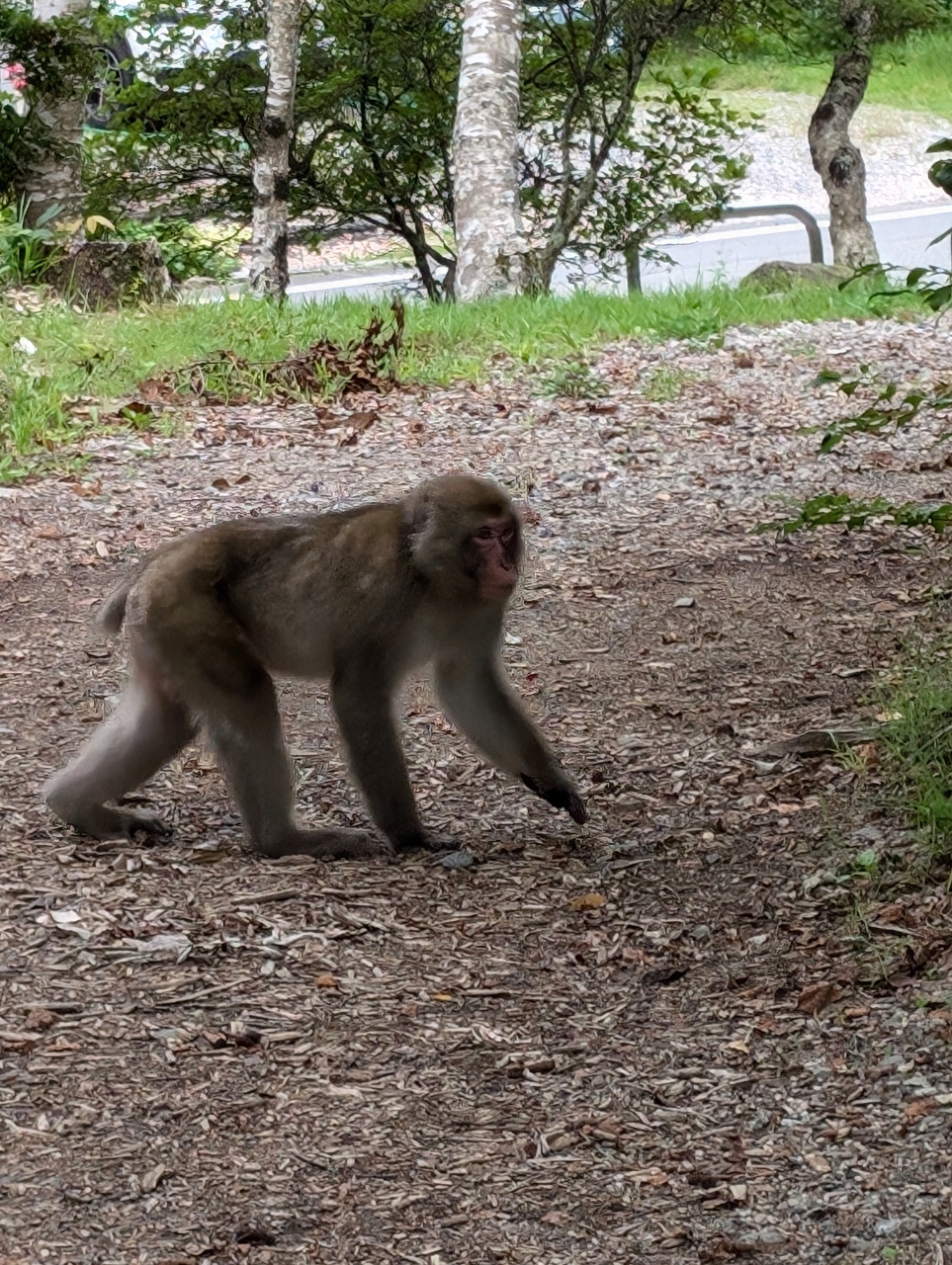 クロダイ