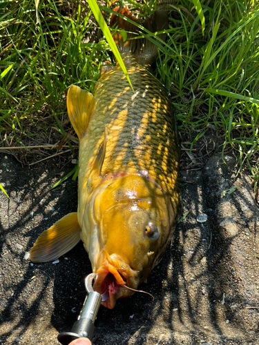 コイの釣果