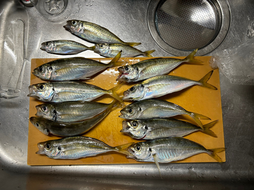 アジの釣果