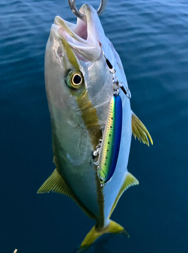 ヒラマサの釣果