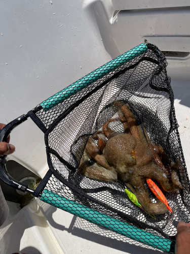 タコの釣果