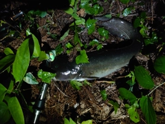 ナマズの釣果