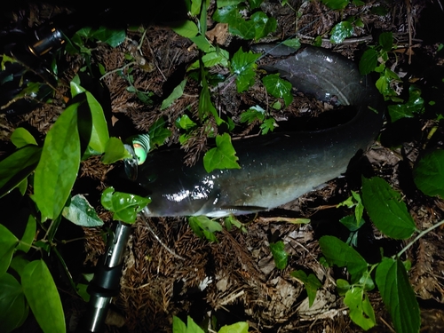 ナマズの釣果