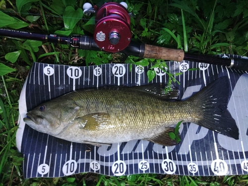 スモールマウスバスの釣果