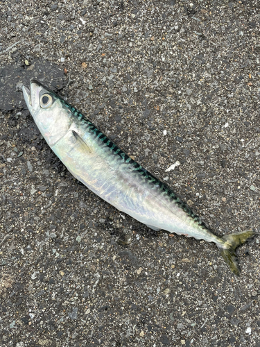 サバの釣果