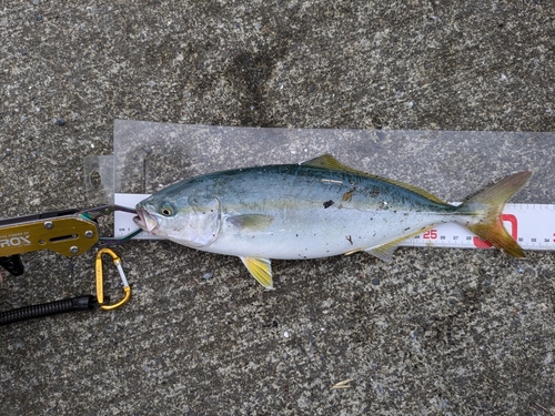 ワカシの釣果