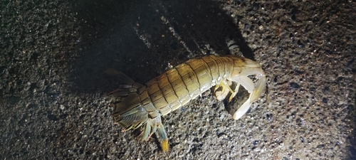 シャコエビの釣果