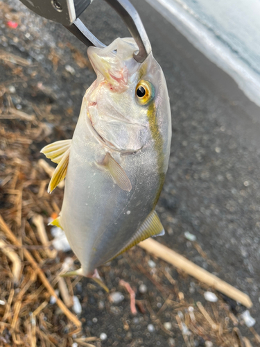 ショゴの釣果