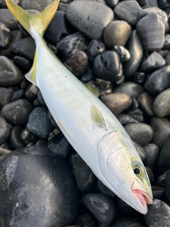 ワカナゴの釣果