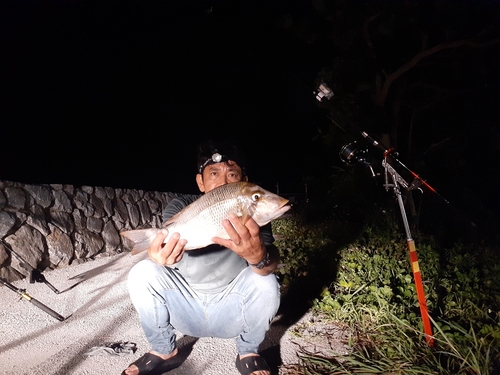 ハマフエフキの釣果