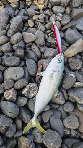 ワカナゴの釣果