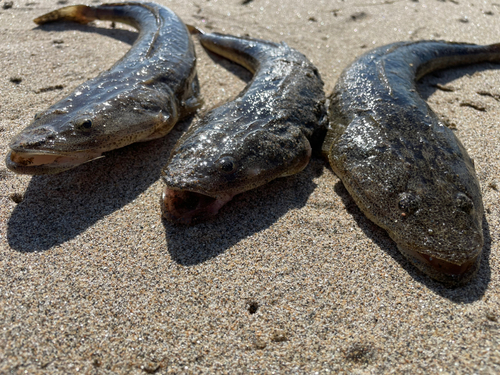 マゴチの釣果