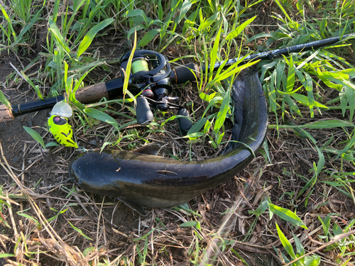 ナマズの釣果