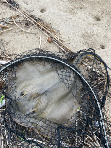 アカエイの釣果