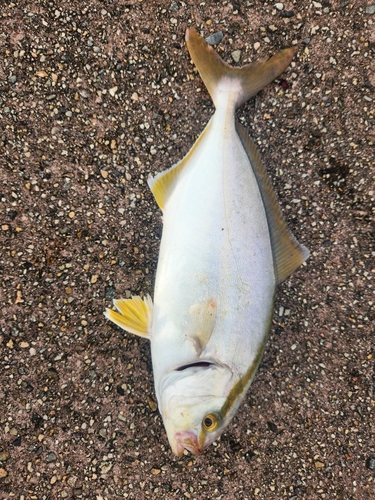 ショゴの釣果