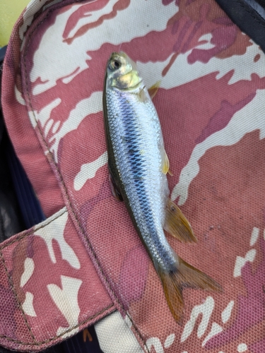 カワムツの釣果