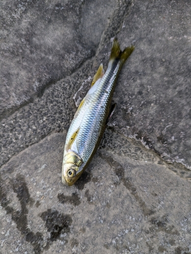 カワムツの釣果