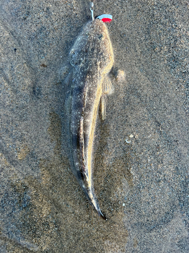 マゴチの釣果