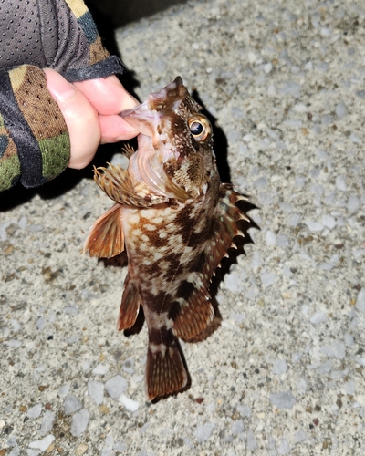 カサゴの釣果