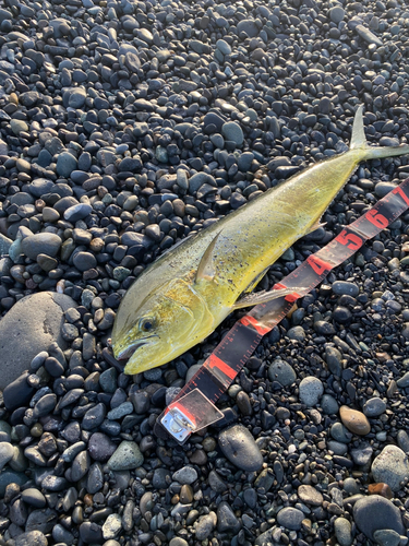 シイラの釣果