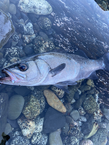 ヒラスズキの釣果