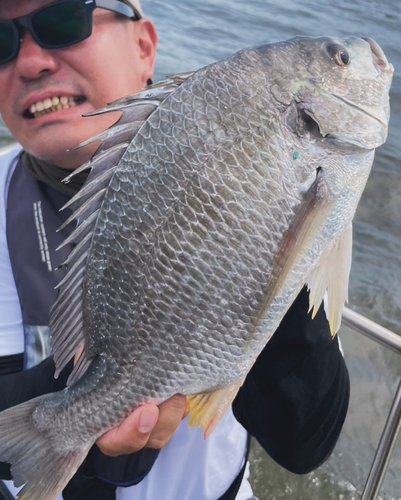 キビレの釣果