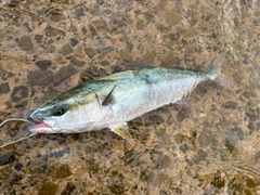 イナダの釣果