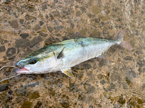 イナダの釣果