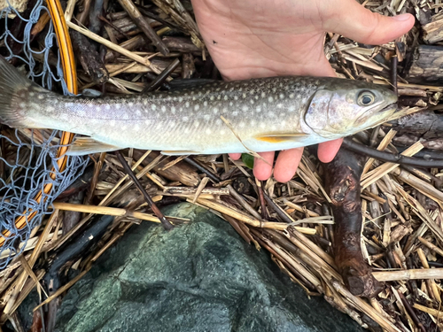 アメマスの釣果