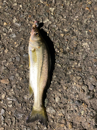 セイゴ（マルスズキ）の釣果