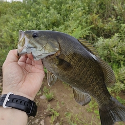 スモールマウスバス