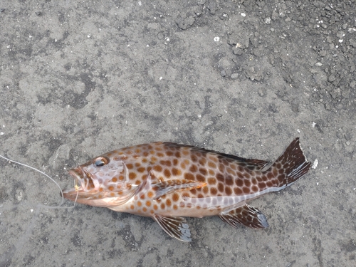 オオモンハタの釣果