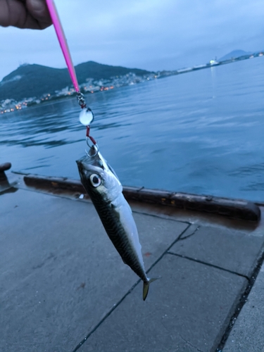 サバの釣果