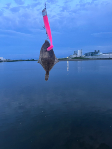 マゴチの釣果