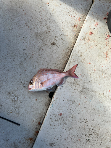 マダイの釣果